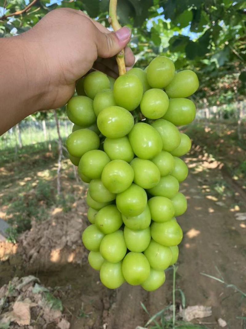 阳光玫瑰