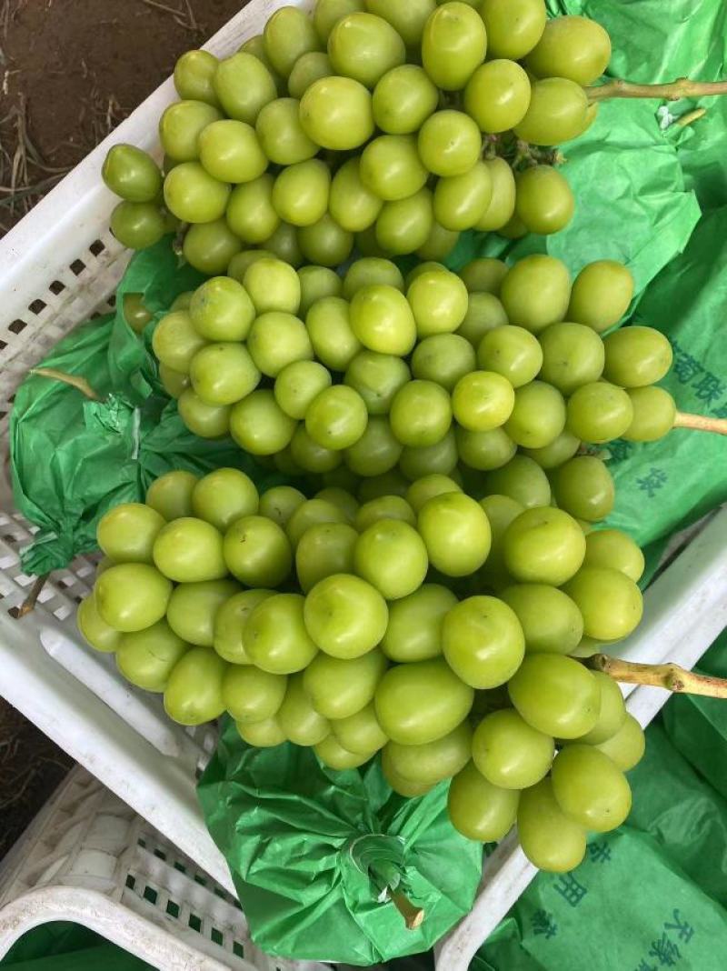 阳光玫瑰