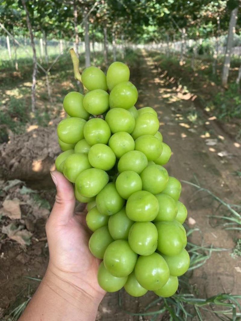 阳光玫瑰