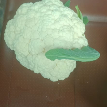 山东菏泽东明花菜马上大量上市诚信经营小陈为你保驾护航
