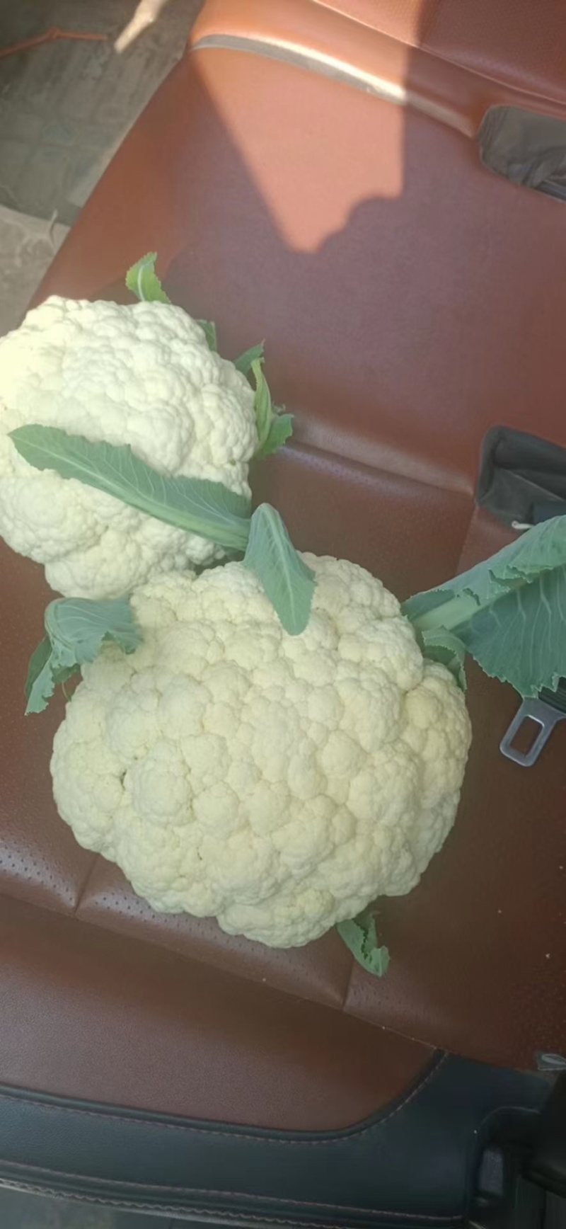 山东菏泽东明花菜马上大量上市诚信经营小陈为你保驾护航