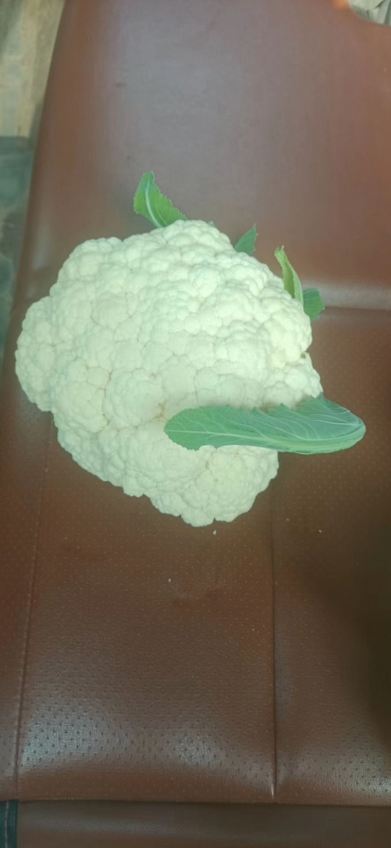 山东菏泽东明花菜马上大量上市诚信经营小陈为你保驾护航