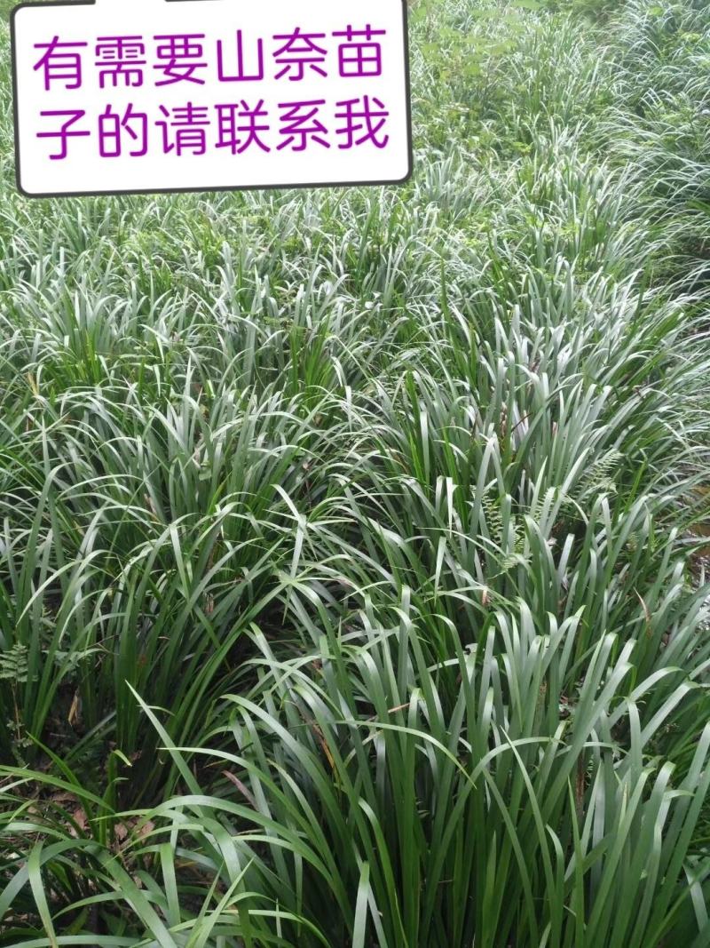 我想卖山奈