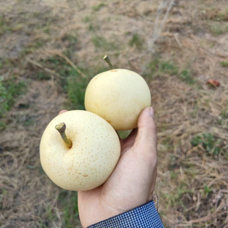 黄金梨糖度16个左右