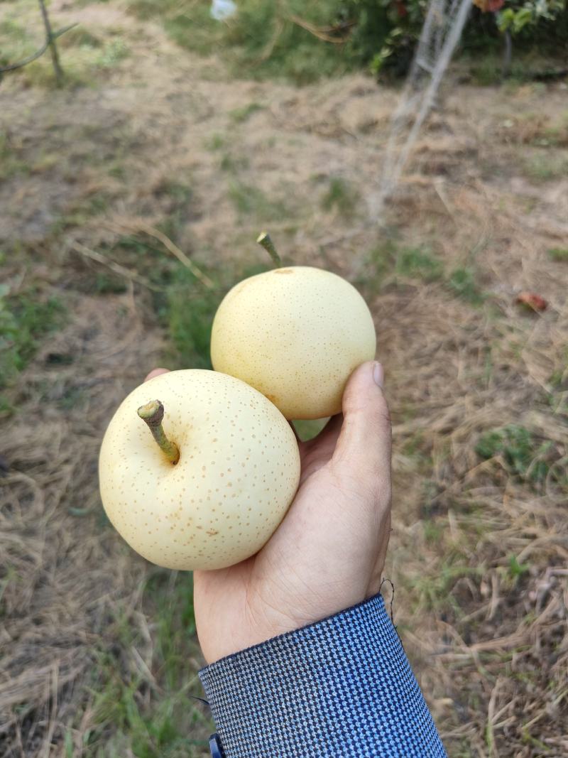 黄金梨糖度16个左右