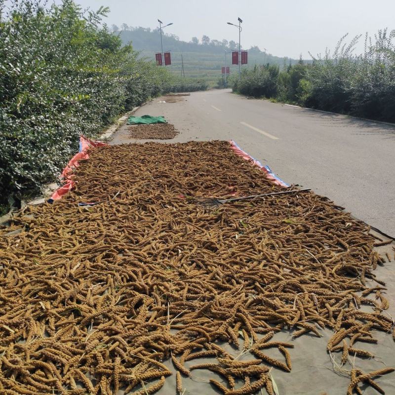 [基地直采]山东潍坊安丘特产黄小米辉渠小米大量上市