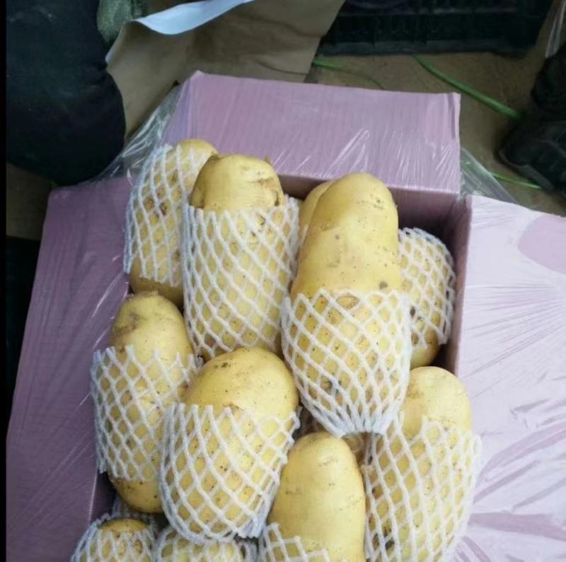 黄皮黄心土豆，产地直发【市场货.电商货.外贸货】