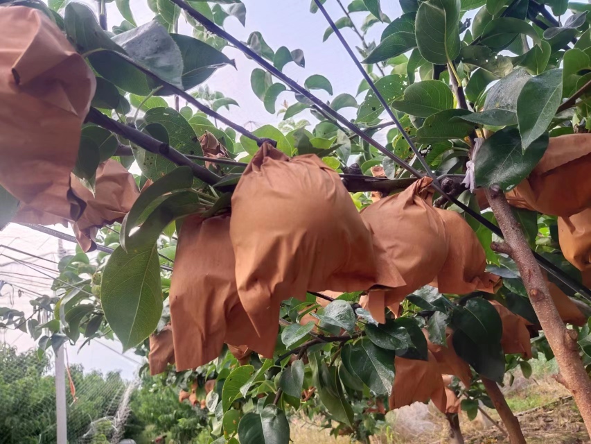 展示秋月梨果实套袋的具体操作步骤 秋月梨套袋操作流程示意图