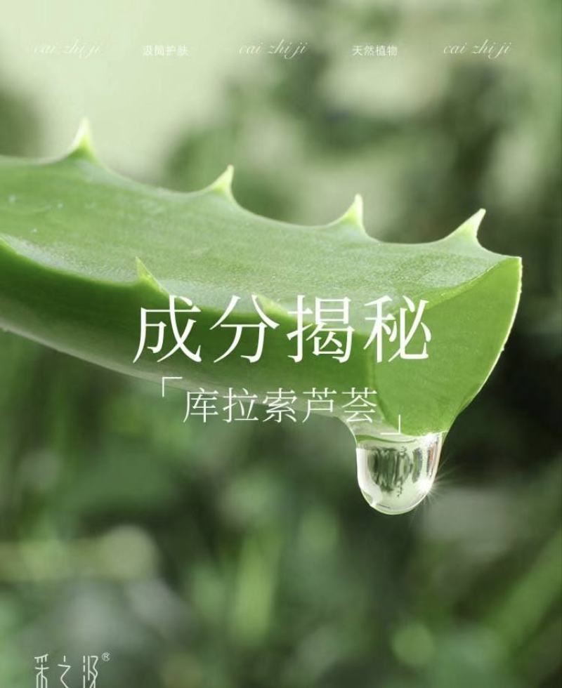 芦荟苗，库拉索芦荟苗，产地发货，量大从优价格美丽欢迎下单