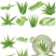 芦荟苗，库拉索芦荟苗，产地发货，量大从优价格美丽欢迎下单