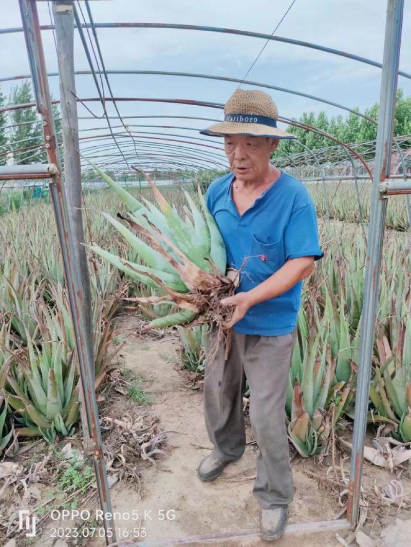 芦荟苗，库拉索芦荟苗，产地发货，量大从优价格美丽欢迎下单