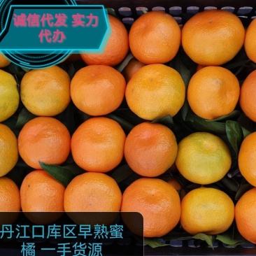 湖北特早熟蜜桔颜色黄皮薄果形好全国各大市场