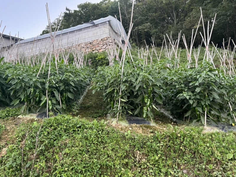 高山西红柿，辣椒