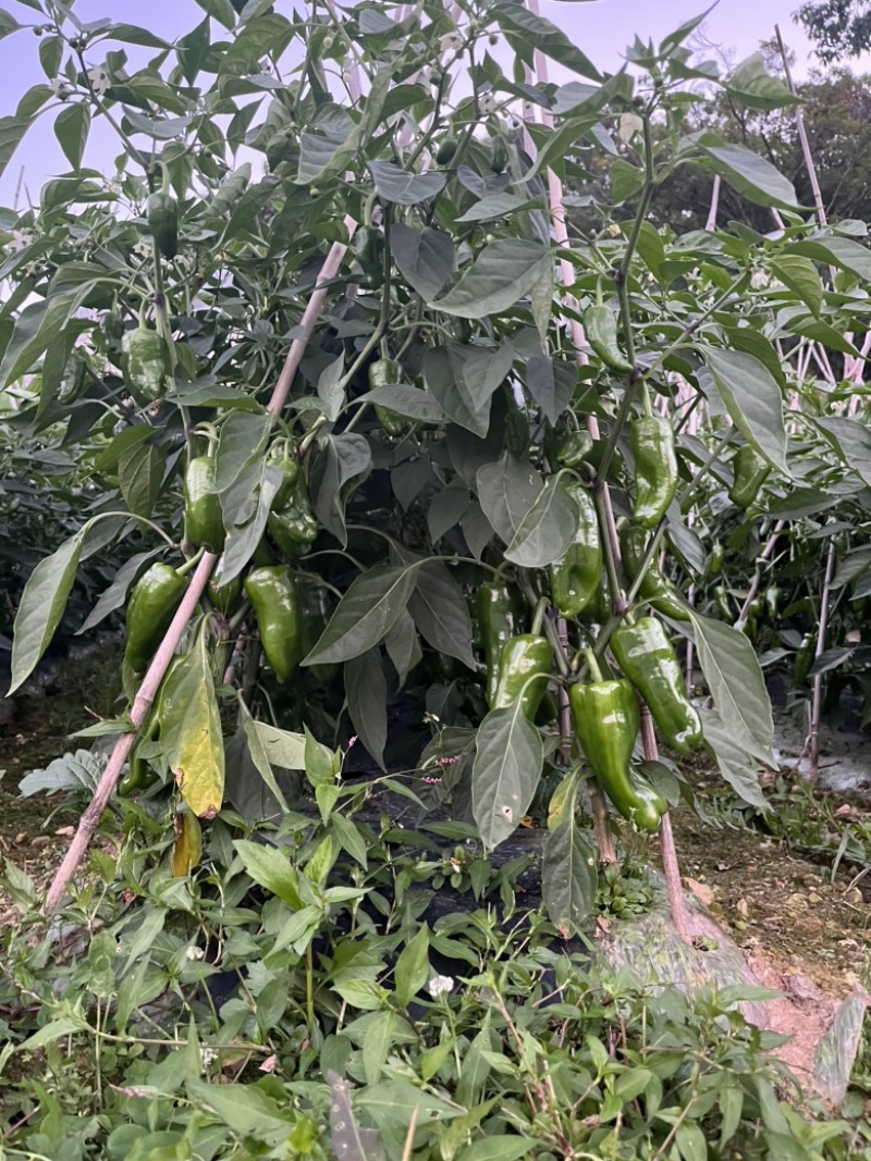 高山西红柿，辣椒