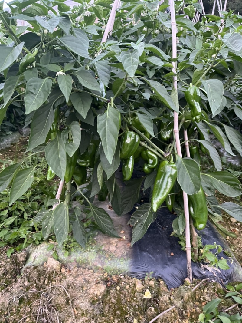 高山西红柿，辣椒