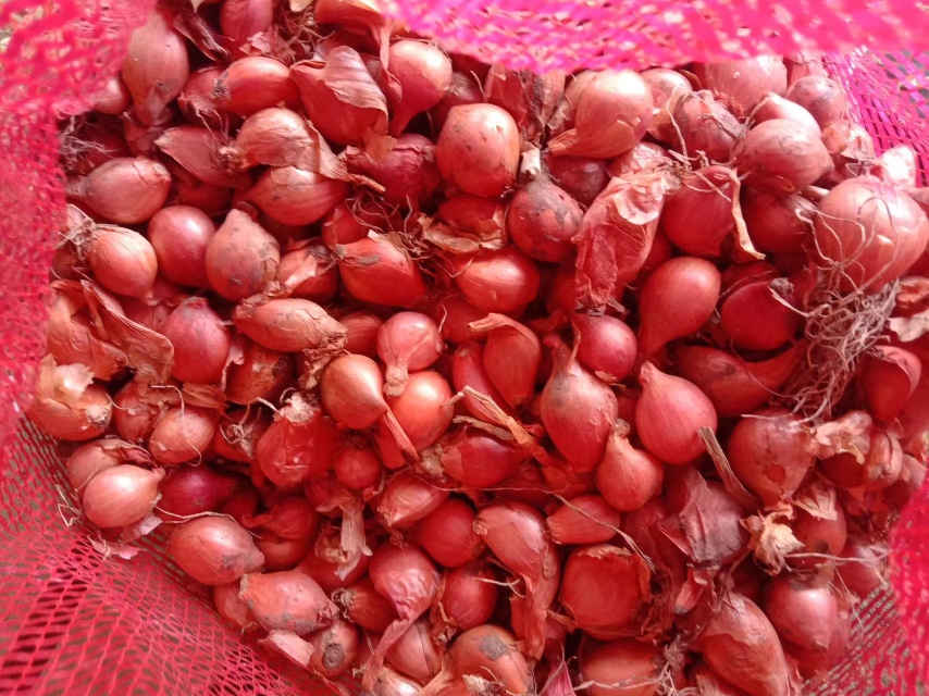 胡葱营养成分柱状图