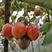 云南树番茄.长在树上番茄.可以做蔬菜做水果吃有营养价值高