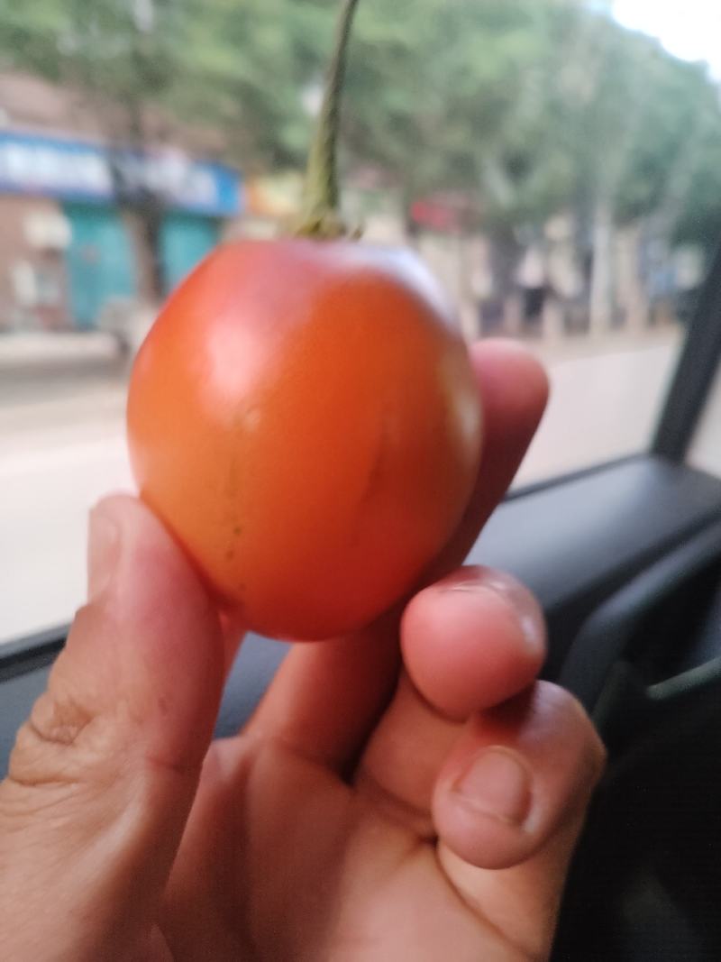 树番茄.云南特色食材.基地直供.品质保证.