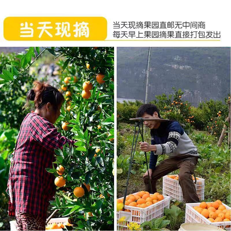 广西脐橙，纽荷尔脐橙，量大价优，可代发代办全国，承接电商