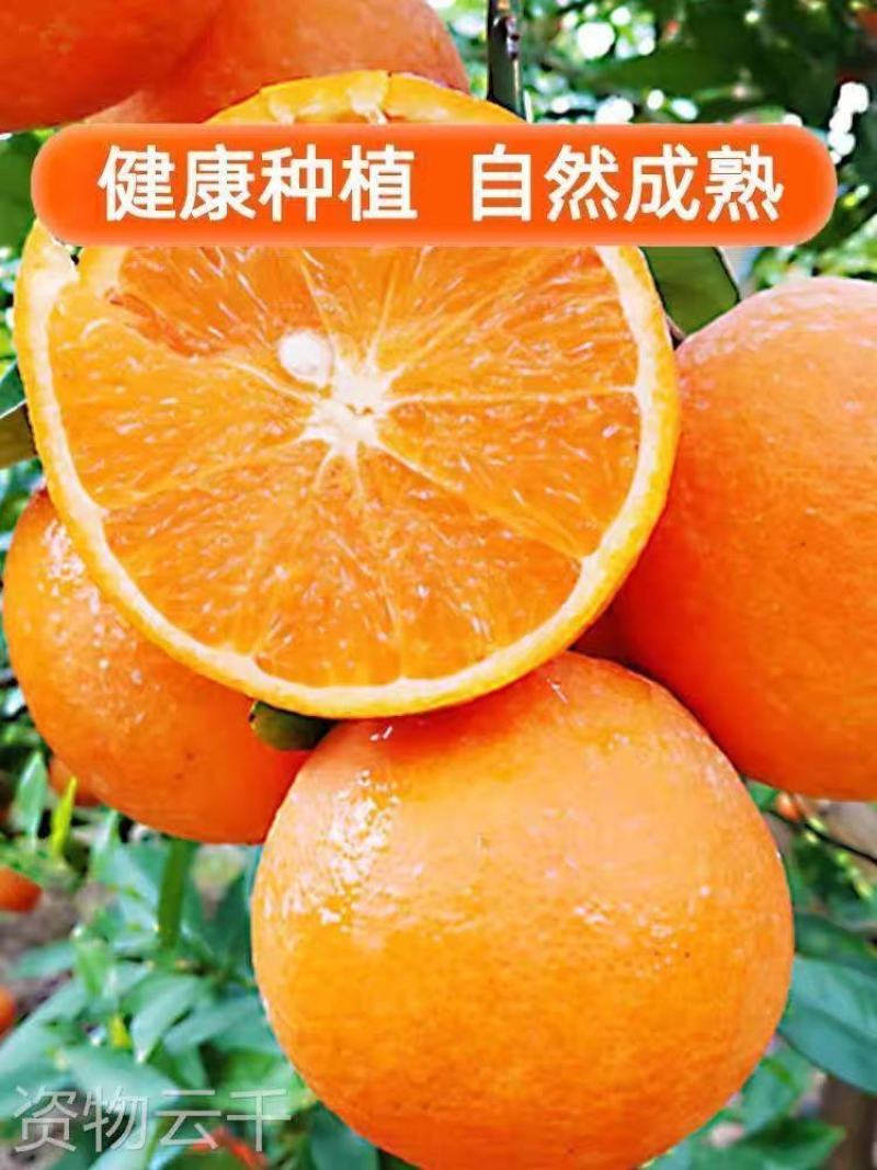 广西脐橙，纽荷尔脐橙，量大价优，可代发代办全国，承接电商
