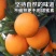 广西脐橙，纽荷尔脐橙，量大价优，可代发代办全国，承接电商