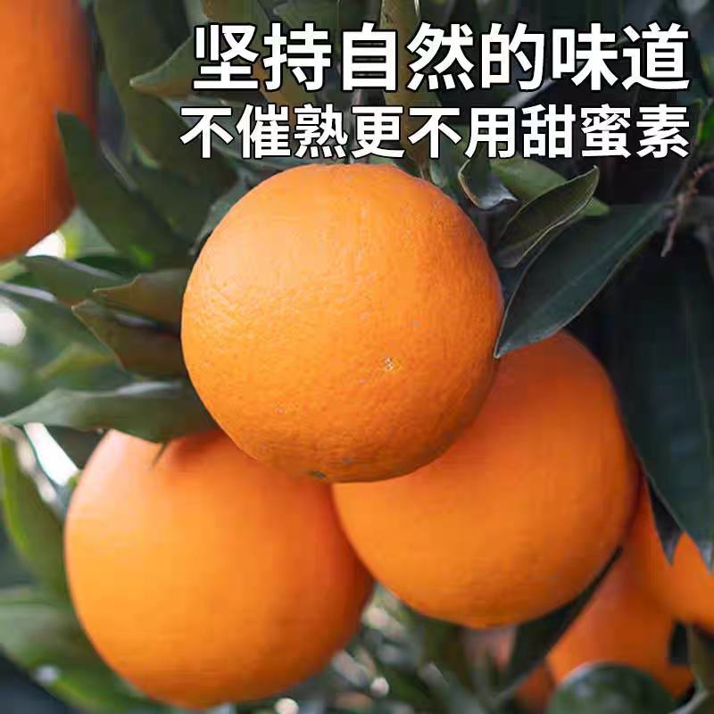 广西脐橙，纽荷尔脐橙，量大价优，可代发代办全国，承接电商