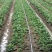【精选草莓苗】天仙醉草莓苗精选草莓苗直发全国成活率高