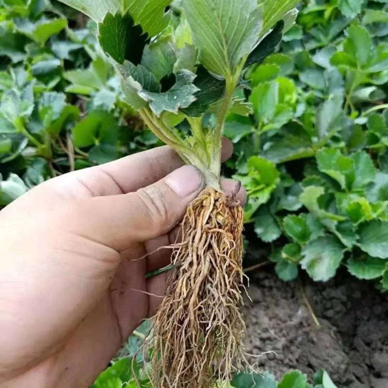 【实】大叶宁玉草莓苗精选草莓苗直发全国成活率高