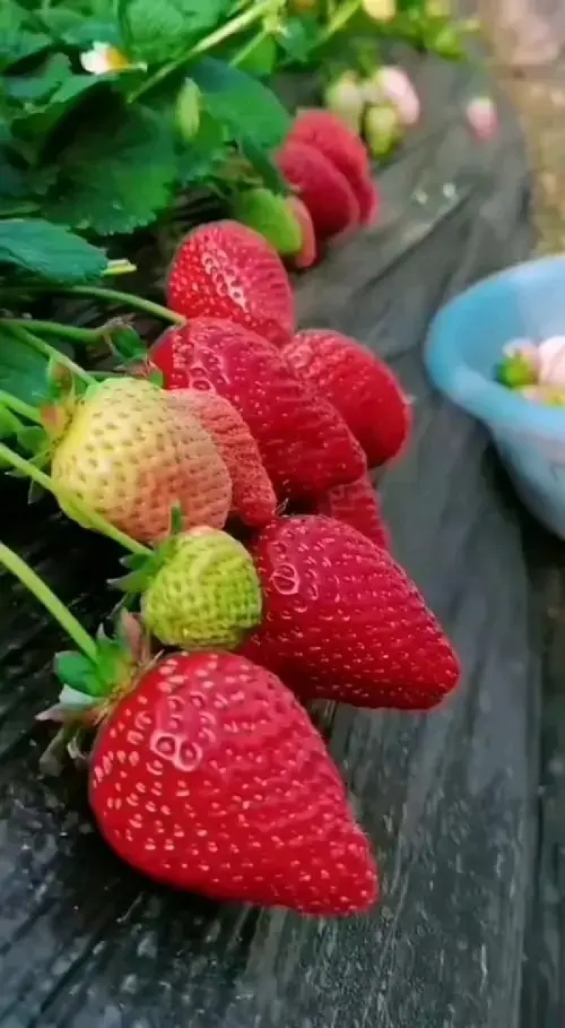 【实】大叶宁玉草莓苗精选草莓苗直发全国成活率高