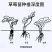 【实】大叶宁玉草莓苗精选草莓苗直发全国成活率高