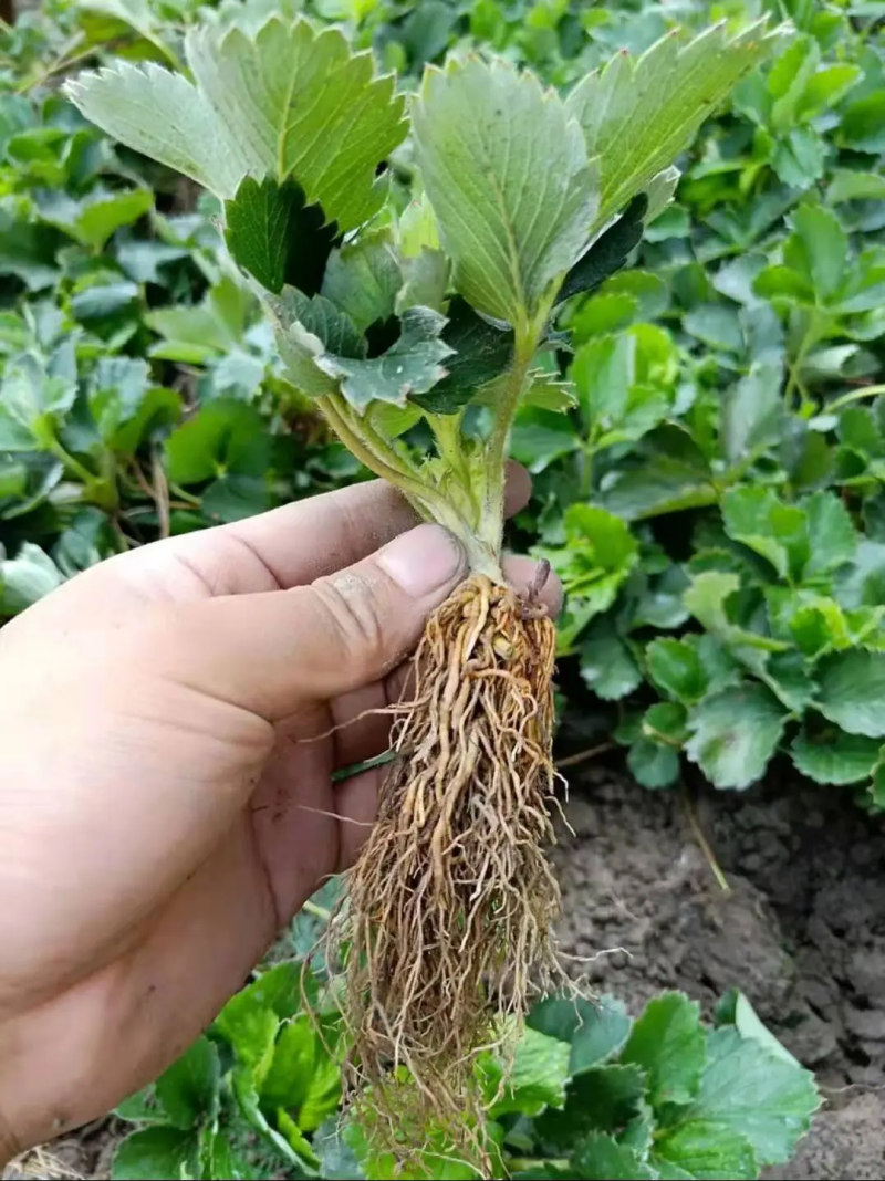 【实】大叶宁玉草莓苗精选草莓苗直发全国成活率高