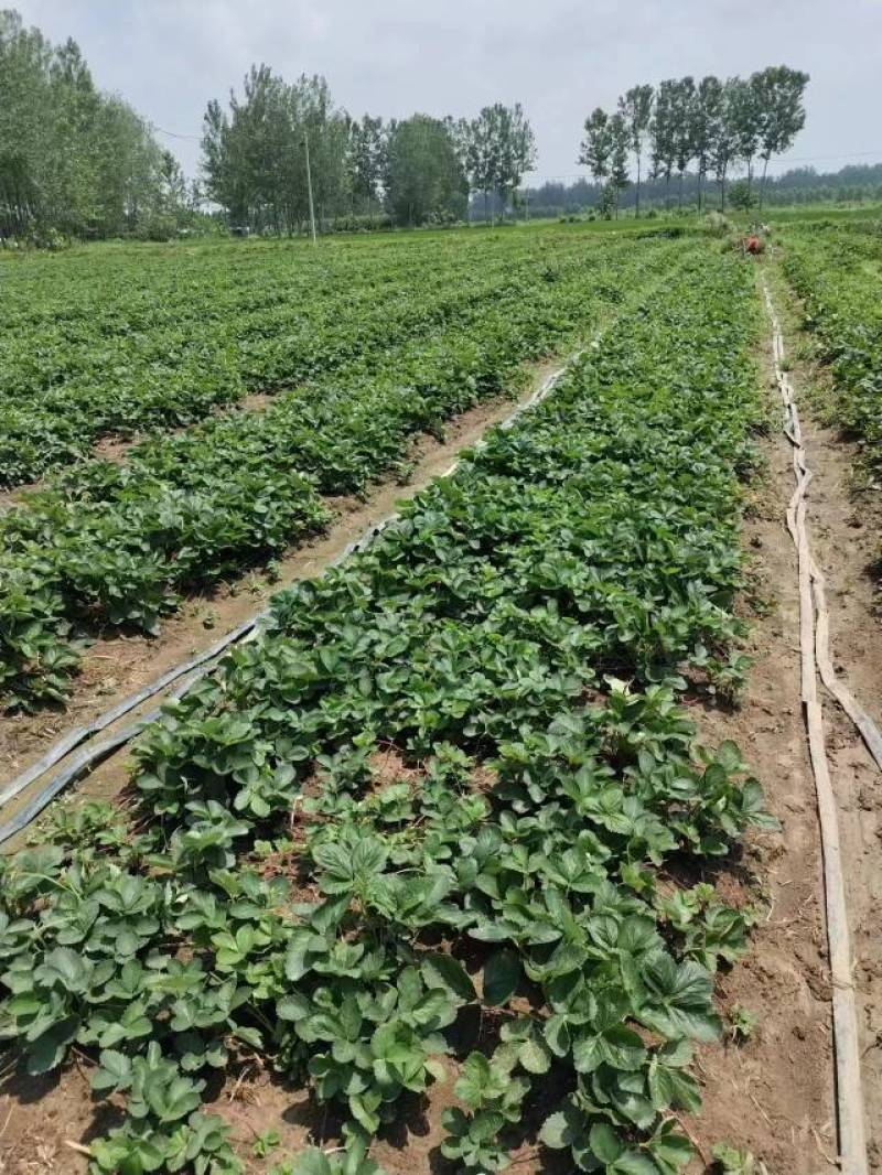 【荐】红颜草莓苗精选草莓苗直发全国成活率高