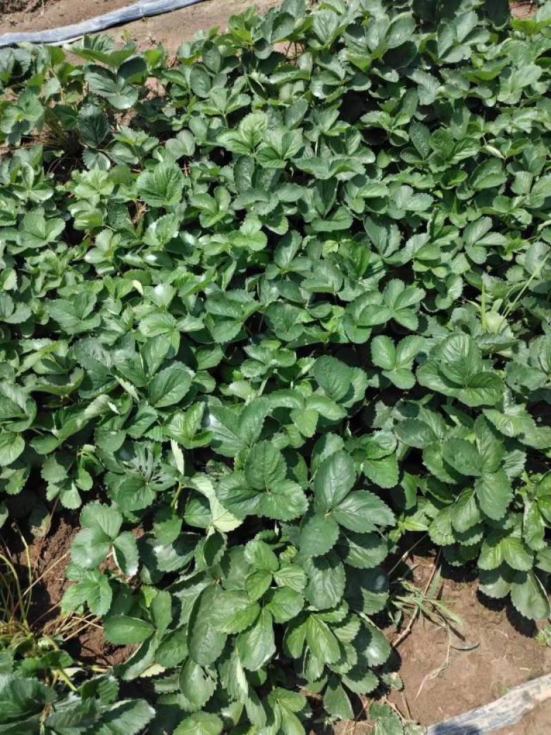 【荐】红颜草莓苗精选草莓苗直发全国成活率高