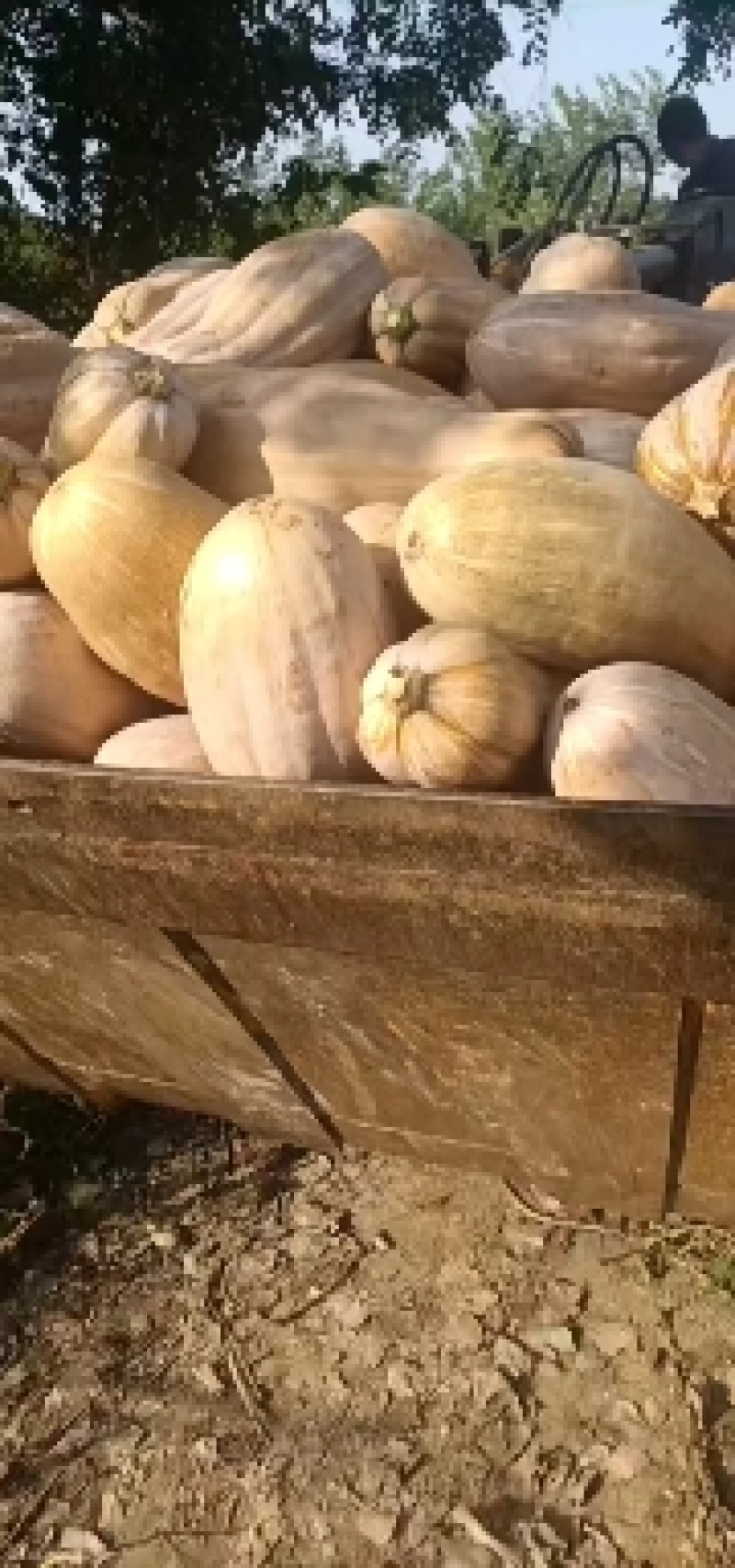 南瓜#金韩蜜本南瓜，晚熟头茬瓜，全红全粉！香甜软糯！精品