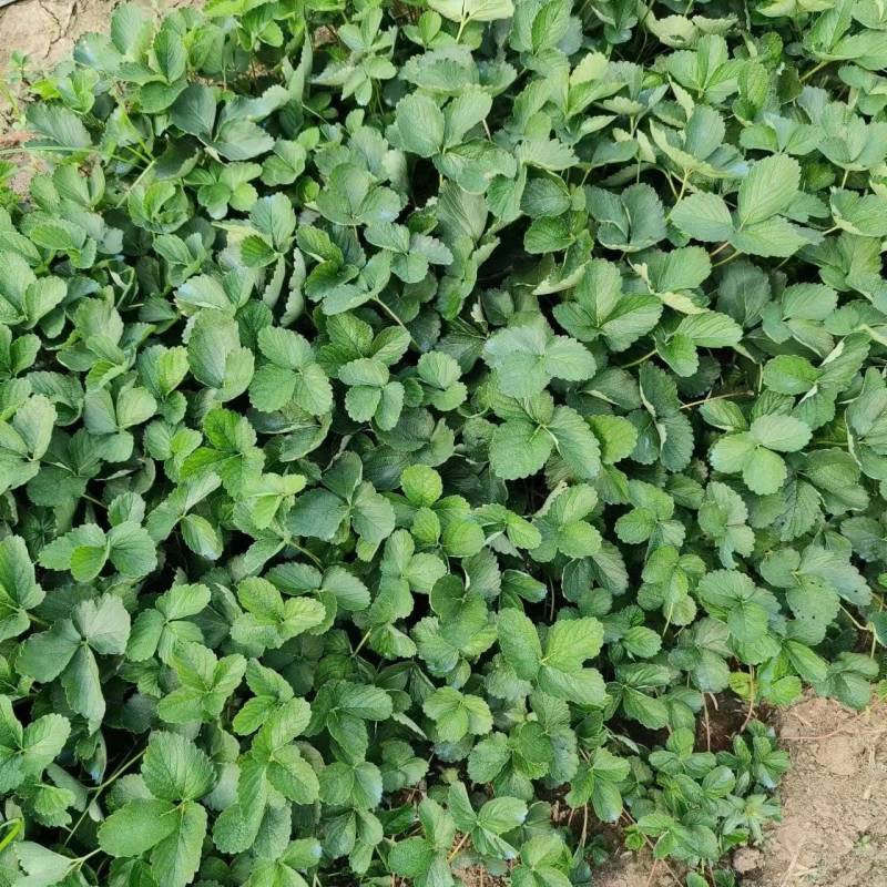 【视频看货】白雪公主草莓苗精选草莓苗直发全国成活率高