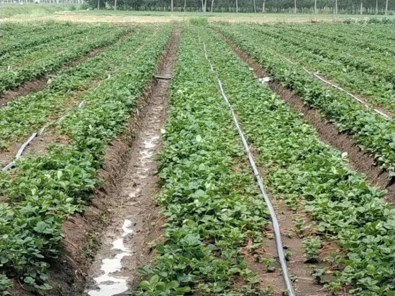 【热卖】香野草莓苗精选草莓苗直发全国成活率高