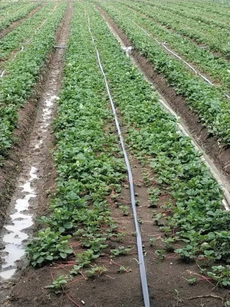 【热卖】香野草莓苗精选草莓苗直发全国成活率高