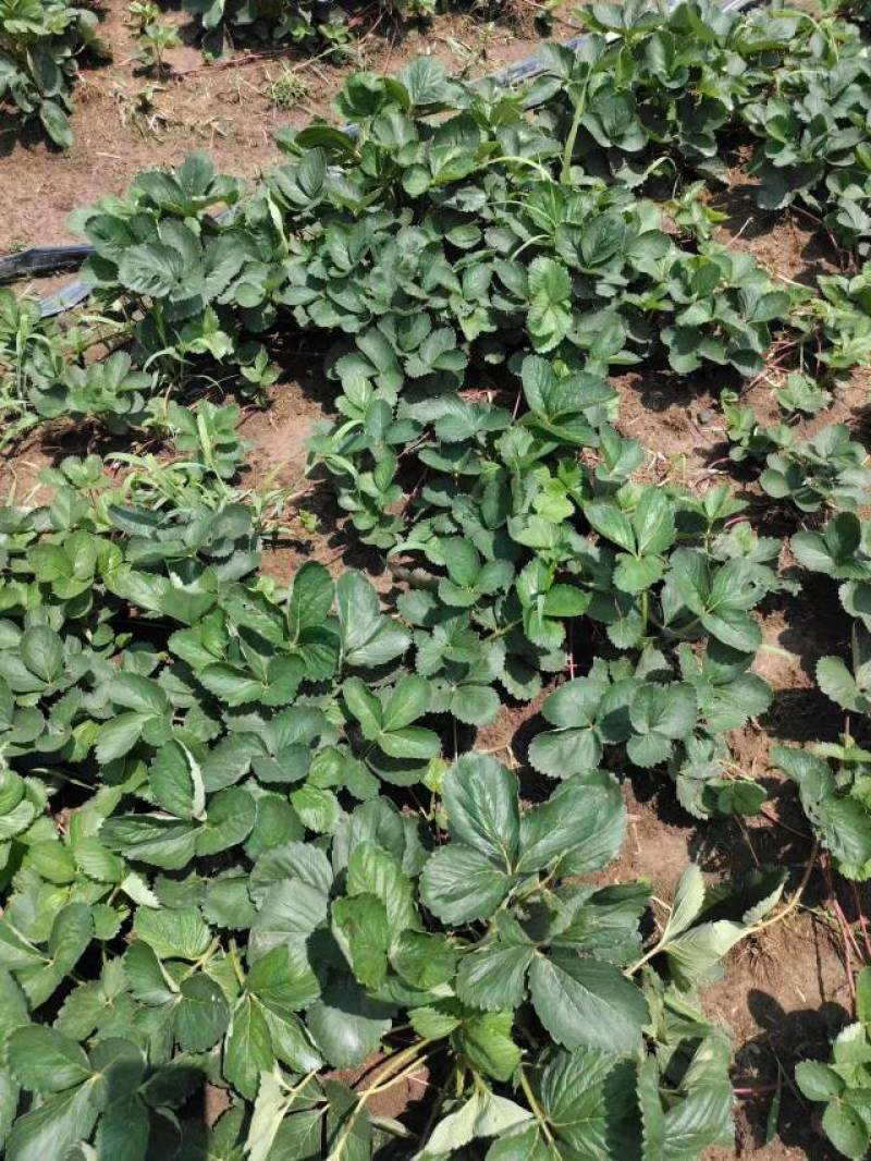 【热卖】香野草莓苗精选草莓苗直发全国成活率高