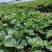 【热卖】香野草莓苗精选草莓苗直发全国成活率高