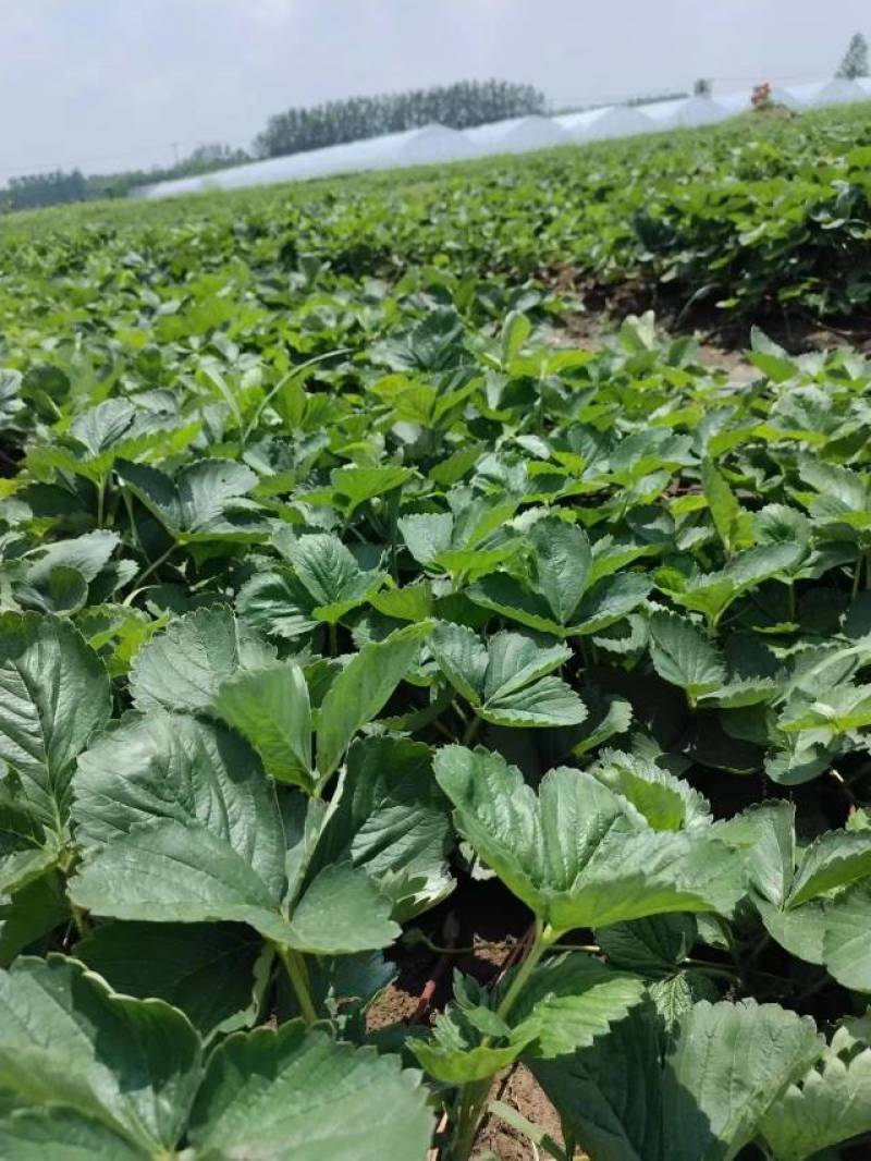 【热卖】香野草莓苗精选草莓苗直发全国成活率高