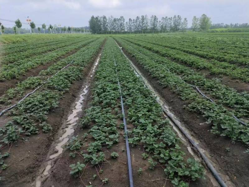 【热卖】香野草莓苗精选草莓苗直发全国成活率高