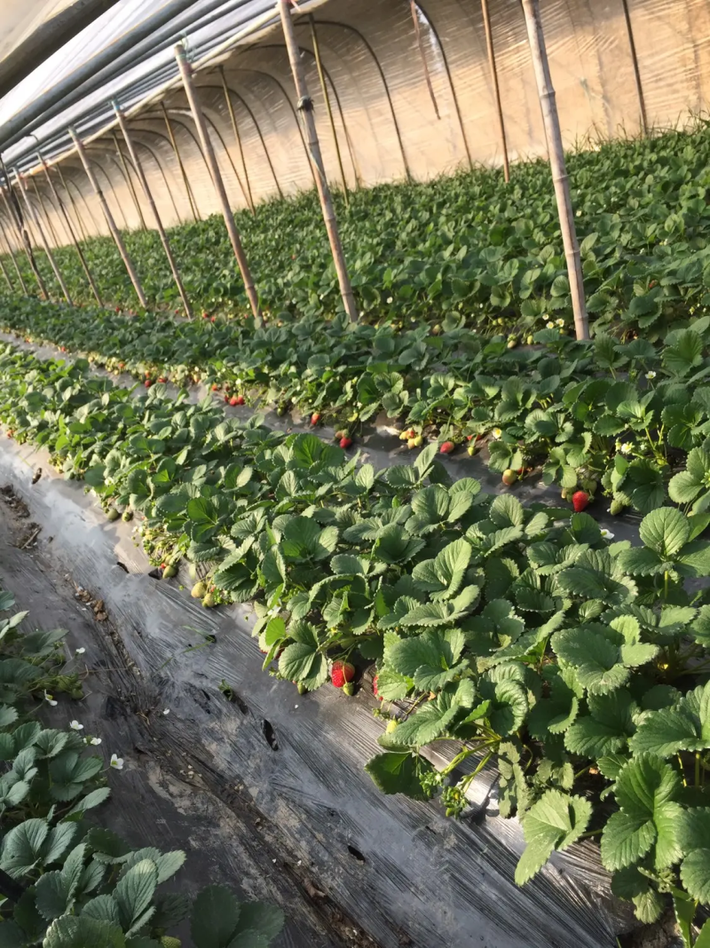 【热卖】香野草莓苗精选草莓苗直发全国成活率高