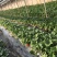 【热卖】香野草莓苗精选草莓苗直发全国成活率高