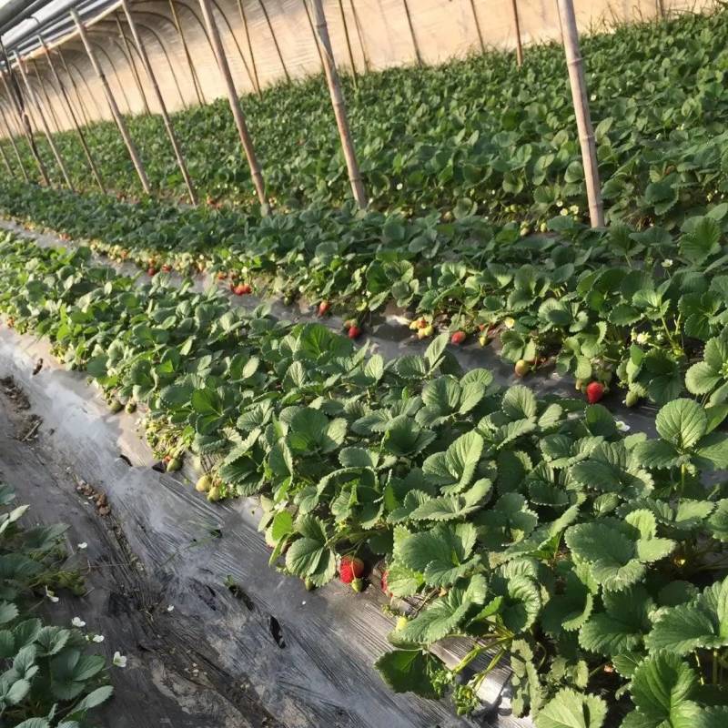 【热卖】香野草莓苗精选草莓苗直发全国成活率高
