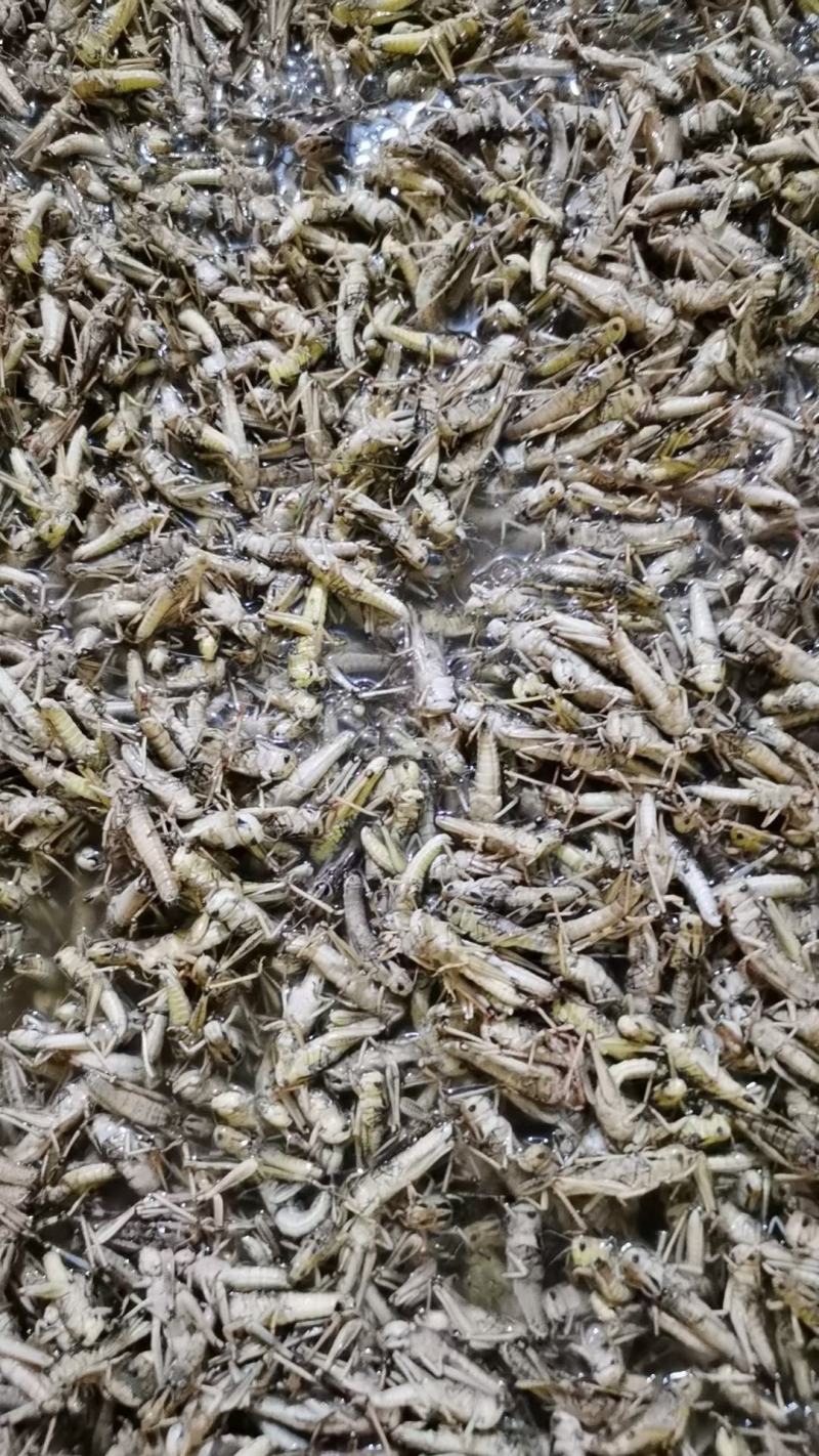 天津东亚飞大蚂蚱一手货源产地直供蚂蚱蝗虫去翅膀货源充足