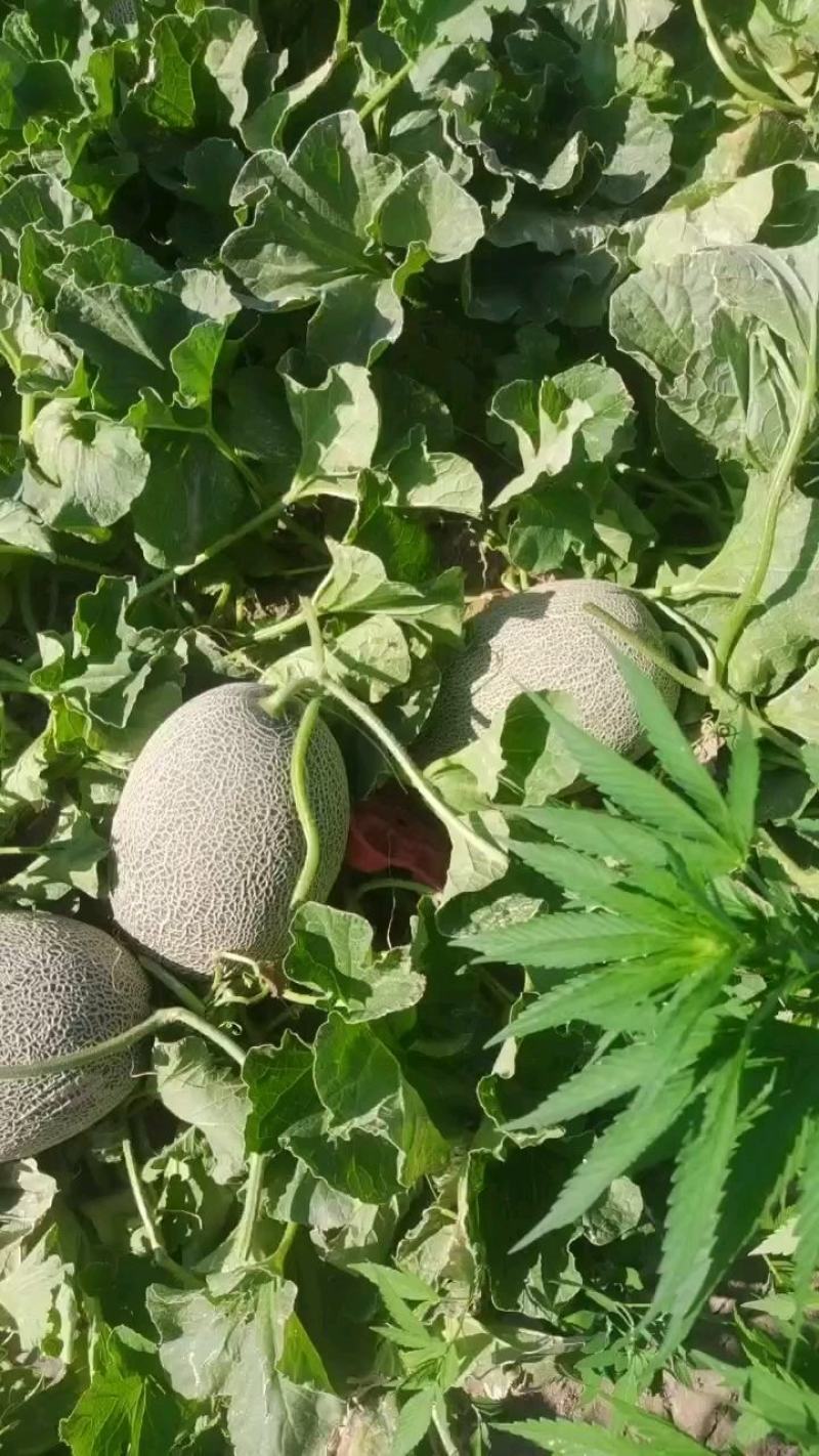 甘肃民情精品一手货源产地直发，价优欢迎