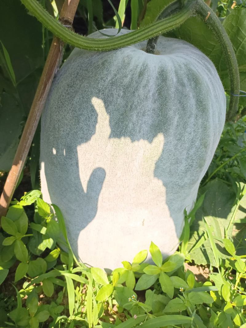 冬瓜银灰冬瓜