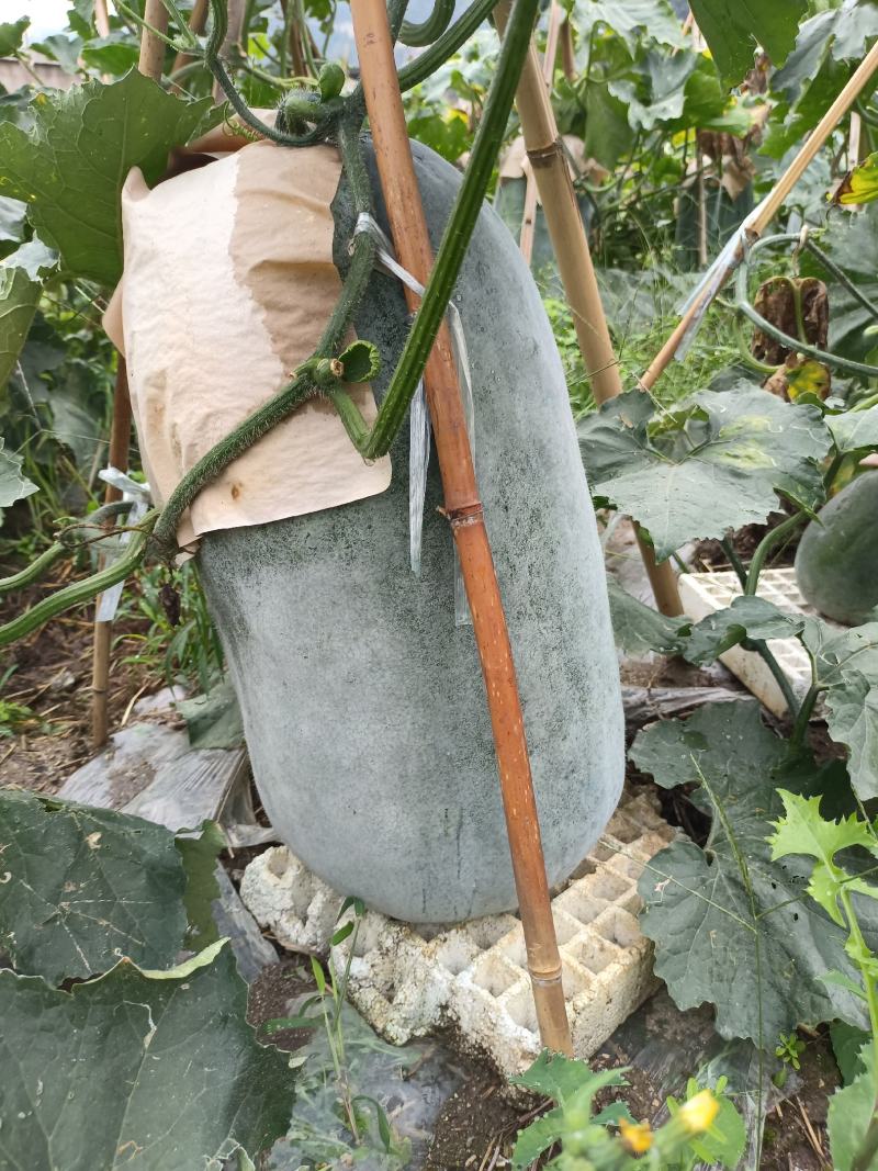 冬瓜银灰冬瓜
