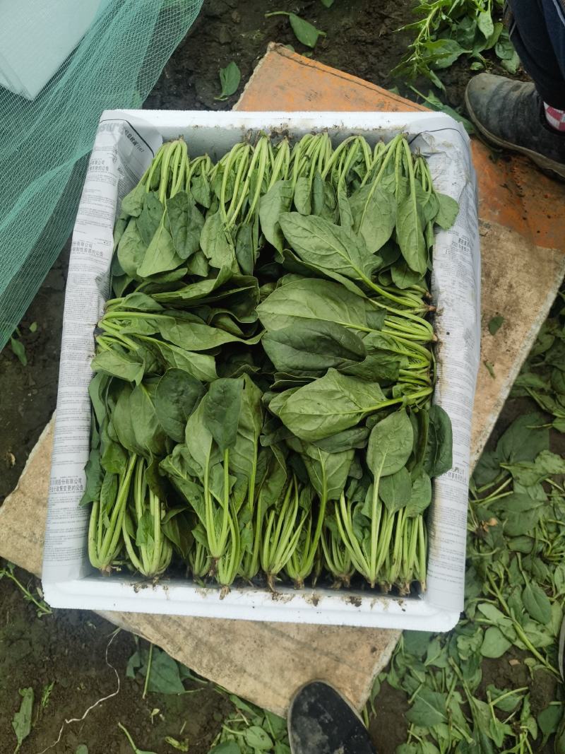 兴和县精品菠菜，香菜大量供应全国超市，批发市场