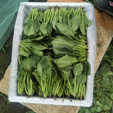 兴和县精品菠菜，香菜大量供应全国超市，批发市场